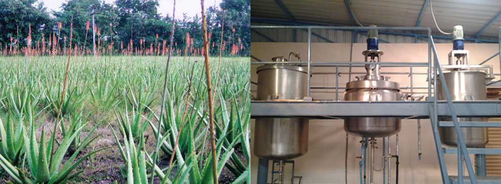 Aloevera Juice Plant